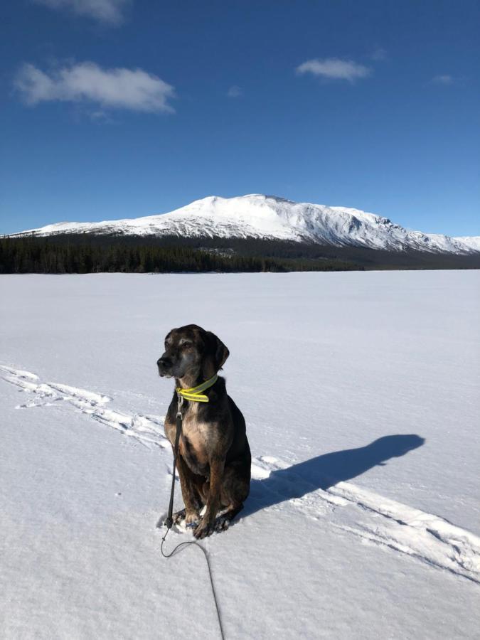 Valagardens Vaerdshus Och Camping Ab Vålådalen Bagian luar foto